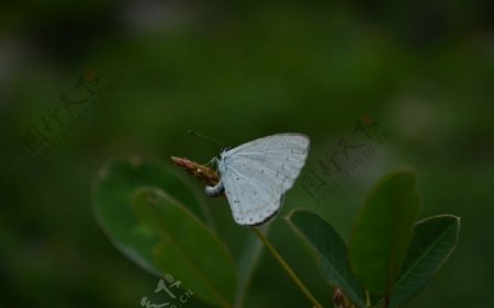 小花小蝶图片