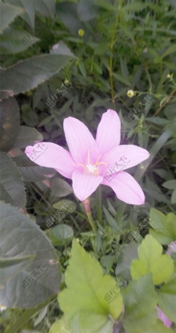 粉色葱兰花图片