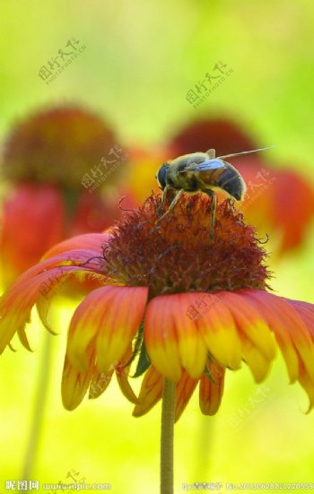 蜜蜂和花朵图片