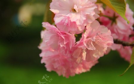 粉红花图片