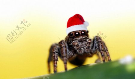 圣诞蜘蛛图片