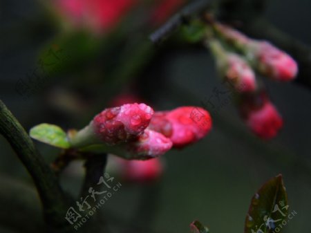 海棠花蕾荣昌图片