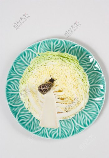白菜上的蜗牛图片