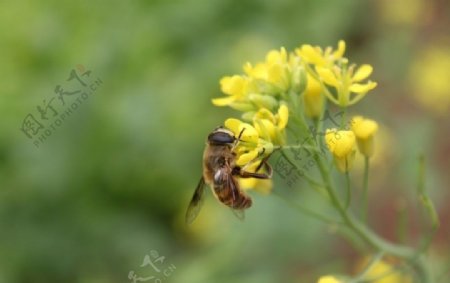 蜜蜂与油菜花图片
