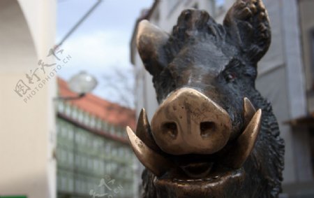 慕尼黑铜猪图片