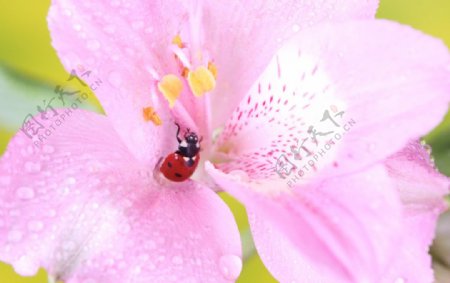 花丛中的瓢虫图片