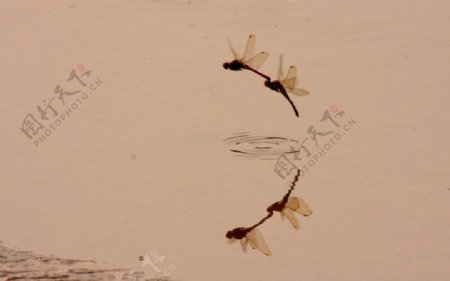 蜻蜓戏水图片