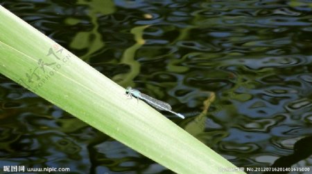 湖边的小蜻蜓图片
