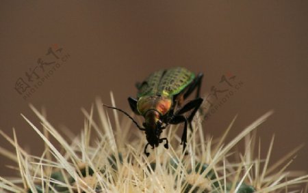 仙人球上的甲虫图片