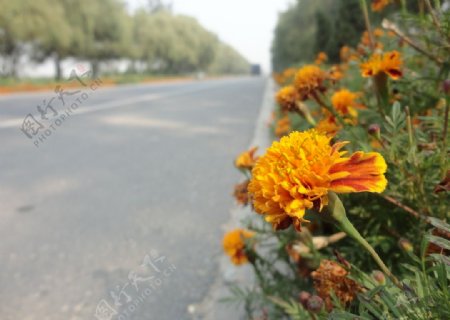 安国省道路边小花图片