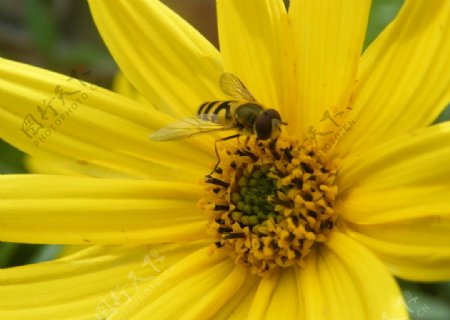 采花的蜜蜂图片