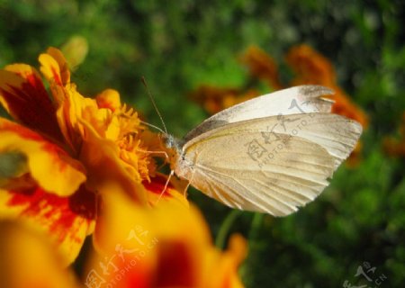 白粉蝶图片