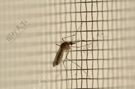 静止的蚊子图片