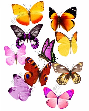 彩色蝴蝶素材图片