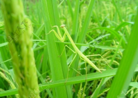 稻田猎手螳螂图片