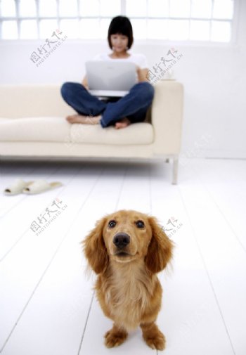 小狗和女孩图片