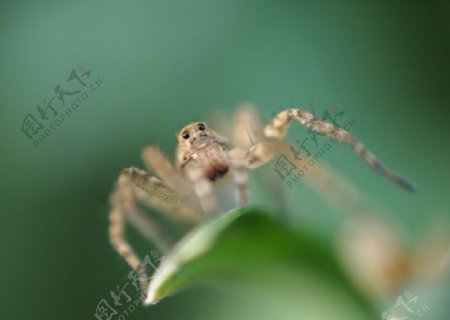 蜘蛛图片