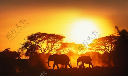 非洲草原黄昏图片