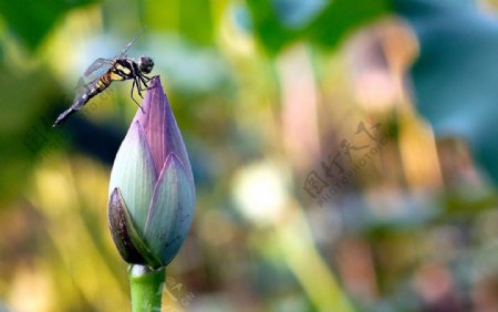 蜻蜓花苞图片