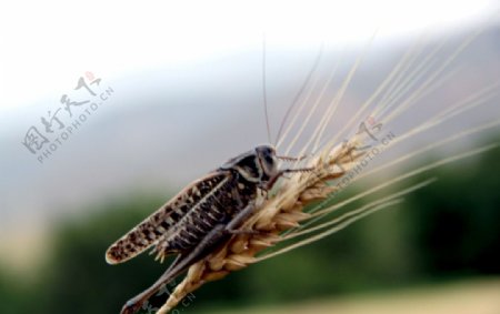 蝗虫蚂蚱与麦穗的图片