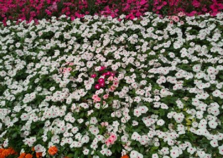 白色小花丛图片