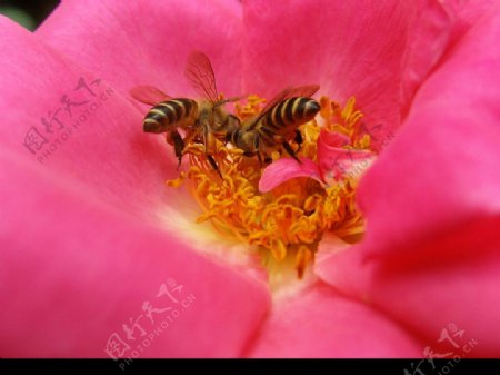 蜜蜂花蕊图片