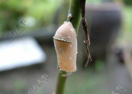 桦斑蝶蛹图片