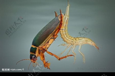 水生昆虫图片