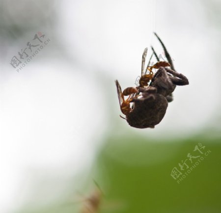 蜘蛛与蜜蜂的亲密接触图片