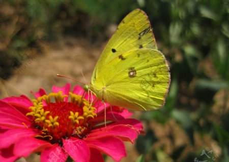 红花上的黄蝴蝶图片