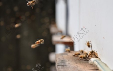 歸巢的蜜蜂图片