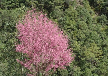 樱花图片