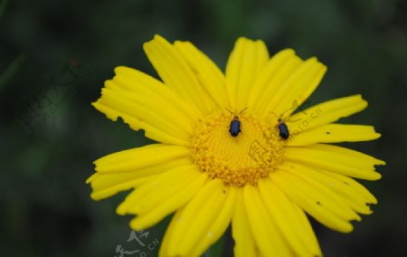 小昆虫在黄花上图片