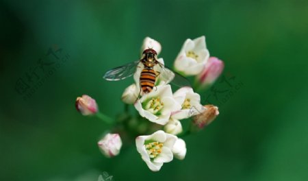 黄蜂图片