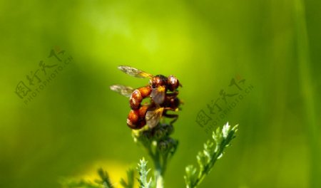 采蜜蜜蜂图片