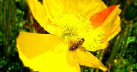 蜜蜂与郁金香图片