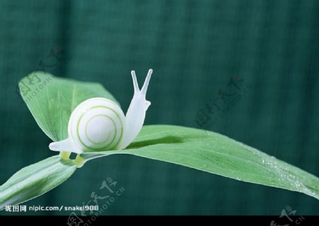 白色的蜗牛图片