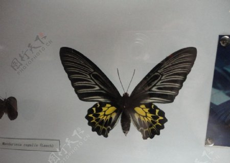 黑色蝴蝶图片