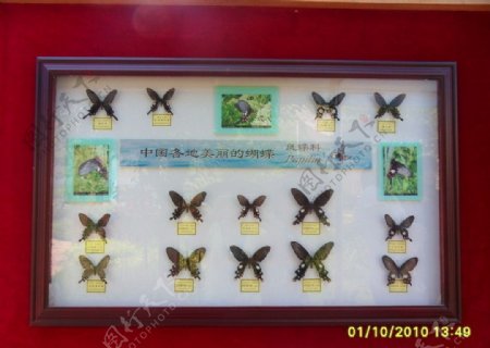 中国各地美丽的蝴蝶标本图片