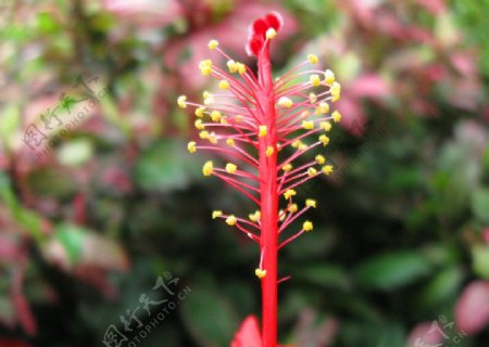 红色花卉图片