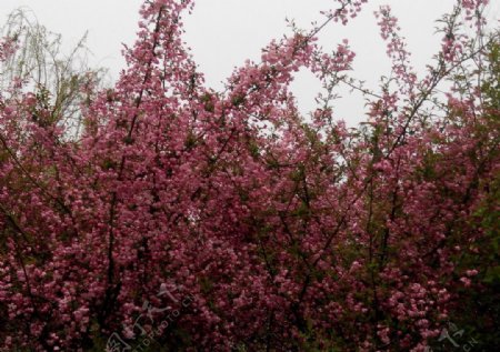 粉色的桃花图片