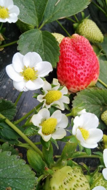红草莓奶油草莓图片
