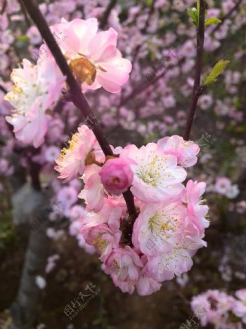 榆叶梅梅花图片