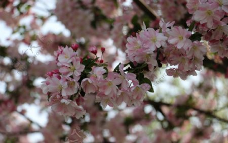 春天粉红色海棠图片