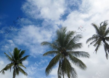 天空中的椰子树图片