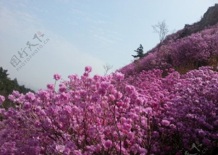 杜鹃花海图片