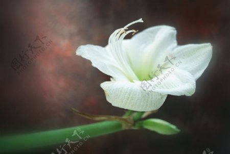 花朵白色花花蕊图片