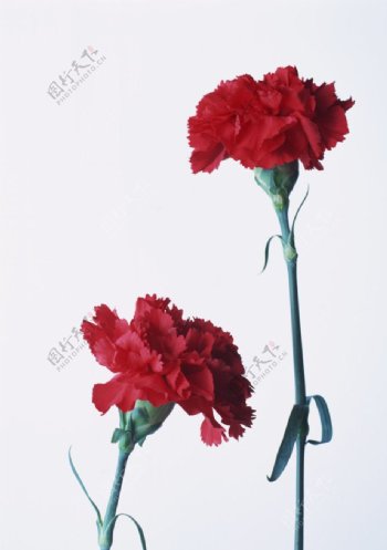 两朵红花图片