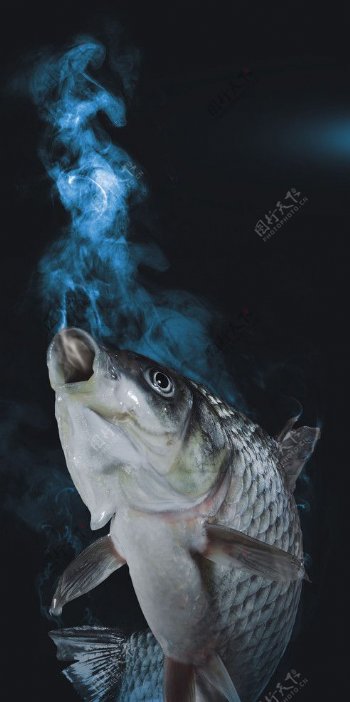 鱼蒸气图片