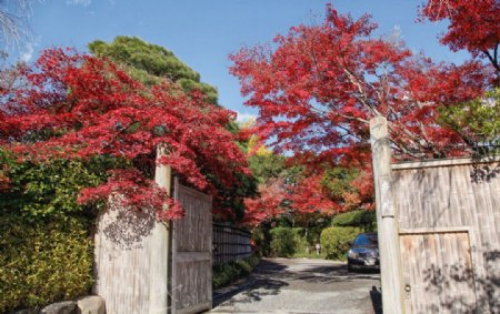 红叶日本奈良图片